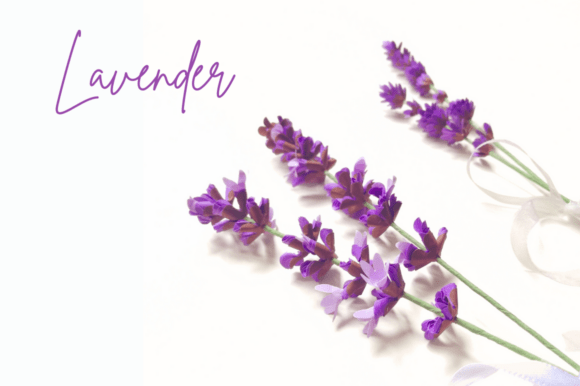 Download Sprig of Lavender - Realistic Flower - Premium Resources